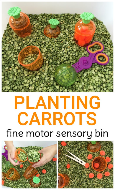 Plant a carrot garden sensory bin for toddlers and preschoolers! Strengthen fine motor skills during spring themed pretend play!